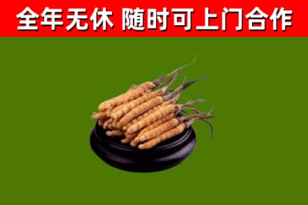 栾城回收散虫草
