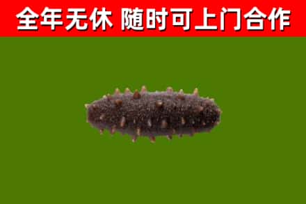 栾城回收海参干